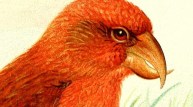 Crossbill